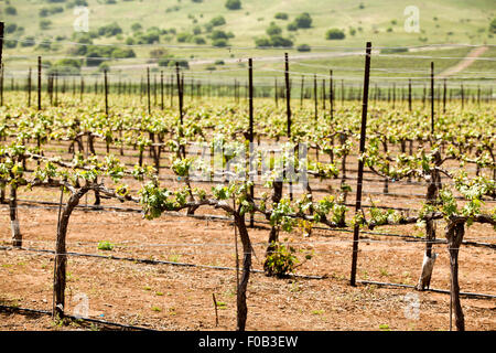 Vignes dans un vignoble. Photographié dans les hauteurs du Golan, Israël Banque D'Images