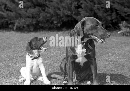 Deux chiens assis dans un jardin sur une journée ensoleillée. Banque D'Images