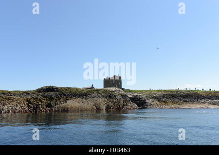 Iles FARNE, MER DU NORD, NORTHUMBERLAND, INNER FARNE, ST CUTHBERTS ISLAND Banque D'Images