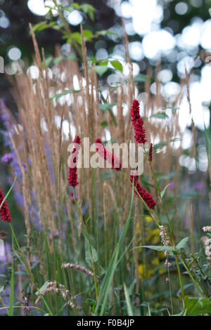 Persicaria amplexicaulis 'Fat' fleurs dans une bordure de fleurs, Calamagrostis acutiflora × 'Karl Foerster' derrière elle Banque D'Images