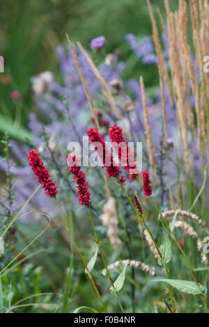 Persicaria amplexicaulis 'Fat' fleurs dans une bordure de fleurs, Calamagrostis acutiflora × 'Karl Foerster' à côté Banque D'Images