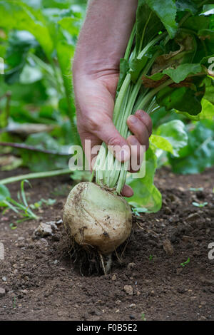 Cueillette à la main des jardiniers betterave Detroit blanc hors d'un potager. L'Angleterre Banque D'Images