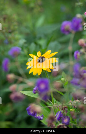 Rudbeckia hirta 'Toto Gold'. Black Eyed Susan flower Banque D'Images
