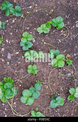Les fraisiers et glissières plantés dans un jardin potager Banque D'Images