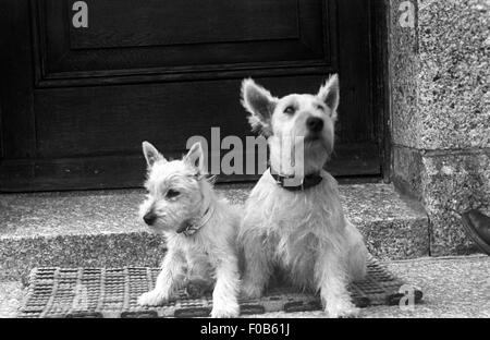 Chiens de Terrier West Highland en dehors d'une chambre Banque D'Images