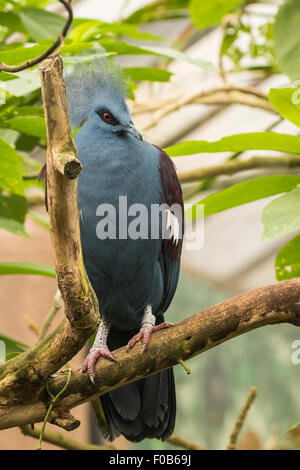 Libre d'un pigeon Goura couronné de Victoria (Victoria) en captivité, ces oiseaux sont originaires de la plaine et des forêts marécageuses de n Banque D'Images