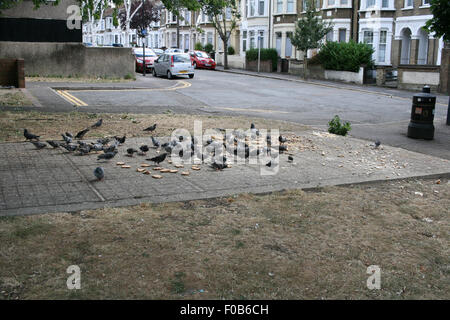 Troupeau de pigeons ville férale de manger, se nourrissant de pain à gauche dans la rue - Columba livia domestica Banque D'Images