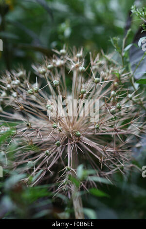 L'allium christophii après la floraison, les seedheads. Oignon ornemental avec star-comme des fleurs Banque D'Images