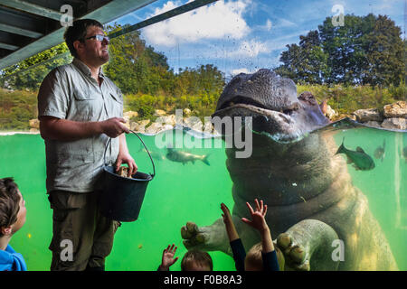 Les enfants à l'alimentation à zookeeper / hippopotame Hippopotame (Hippopotamus amphibius) à Pairi Daiza, parc à thème des animaux en Belgique Banque D'Images