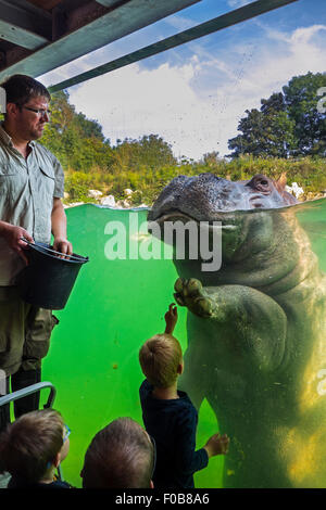 Les enfants à l'alimentation à zookeeper / hippopotame Hippopotame (Hippopotamus amphibius) à Pairi Daiza, parc à thème des animaux en Belgique Banque D'Images