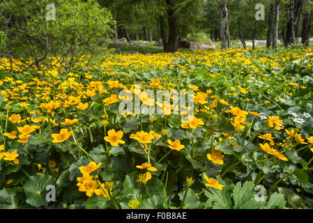 Marsh-marigold / kingcup (Caltha palustris) en fleurs en forêt Banque D'Images