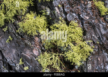 Lichen des rennes (Cladina portentosa / Cladonia impexa) sur l'écorce de pin Banque D'Images