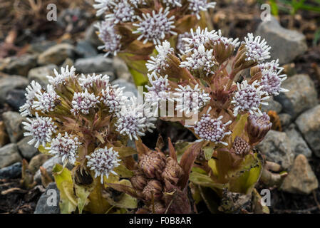 Pétasite blanc (Petasites albus) en fleurs Banque D'Images