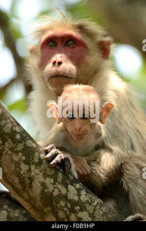 Macaque - La mère et l'enfant Banque D'Images