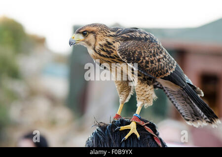 Les juvéniles l'Autour des palombes, Accipiter gentilis, reposant sur la tête de l'homme à un spectacle de fauconnerie dans les montagnes, à Benalmadena, Espagne. Banque D'Images