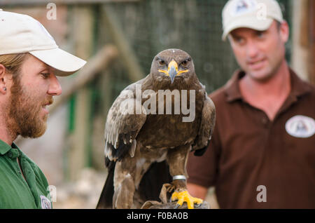 L'aigle royal, Aquila chrysaetos, au spectacle de fauconnerie dans les montagnes, à Benalmadena, Espagne. Banque D'Images