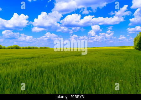 Le grand terrain vert avec une récolte de seigle sous ciel bleu avec des nuages. Banque D'Images