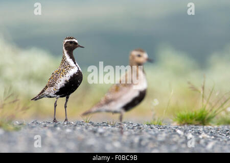 Pluvier doré européen (Pluvialis apricaria), le Parc National de Dovrefjell, Norvège Banque D'Images