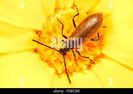 Darkling Beetle Lagria hirta (adultes), grimper sur une fleur jaune dans un jardin de Thirsk, Yorkshire du Nord. Juillet. Banque D'Images