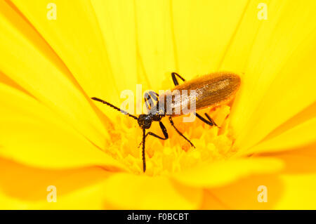 Darkling Beetle Lagria hirta (adultes), grimper sur une fleur jaune dans un jardin de Thirsk, Yorkshire du Nord. Juillet. Banque D'Images