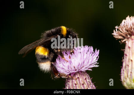 Buff-tailed bourdon (Bombus terrestris) nectar adultes sur une fleur de centaurée Glosas Emilianenses au marais du sud, Thamesmead, au sud- Banque D'Images