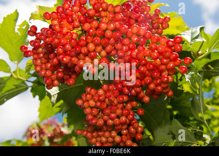 Viburnum - fruits rouges grappes pendent sur un buisson Banque D'Images