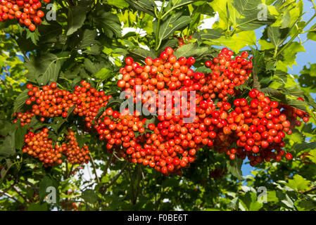 Viburnum - fruits rouges grappes pendent sur un buisson Banque D'Images