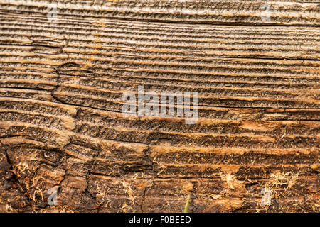 Texture de grain de bois profond sur un morceau de bois patiné Banque D'Images