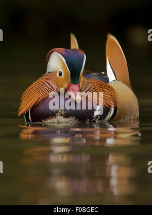 Canard Mandarin Aix galericulata male avec réflexion Banque D'Images