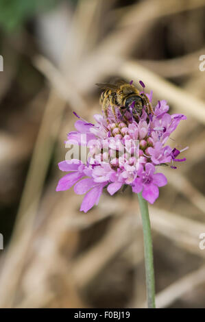 Abeille sur fleur lors d'impollination Banque D'Images