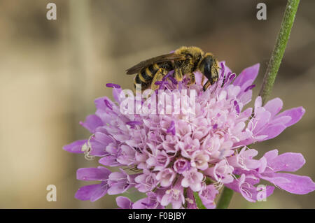 Abeille sur fleur lors d'impollination Banque D'Images