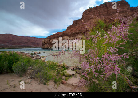 Fleuve Colorado à Lees Ferry Glen Canyon en Arizona Banque D'Images