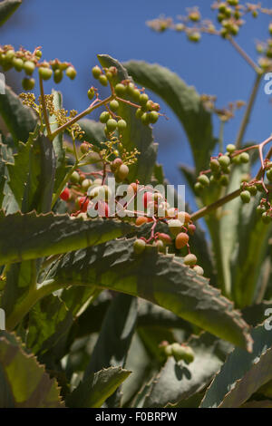 Le raisin rouge arbre, Cyphostemma juttae, est un succulent en provenance d'Afrique du Sud Banque D'Images