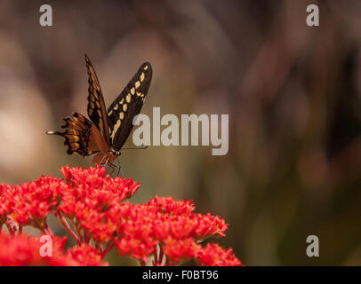 Anise swallowtail butterfly, Papilio zelicaon, est présent dans l'ouest de l'Amérique latine Banque D'Images