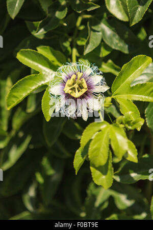 Mauve et blanc, fruits passiflore Passiflora incarnate, les rampes sur la vigne verte en été Banque D'Images