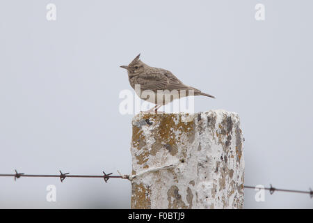 (Galerida cristata Crested Lark) perché sur un piquet de clôture, l'Estrémadure, Espagne. Banque D'Images