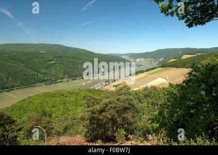 Assmannshausen, Burg Rheinstein,, Banque D'Images