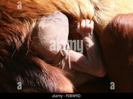 Rouge vénézuélienne bébé singe hurleur (Alouatta alonnatta), juste quelques heures, ancien accroché à la poitrine de sa mère Banque D'Images