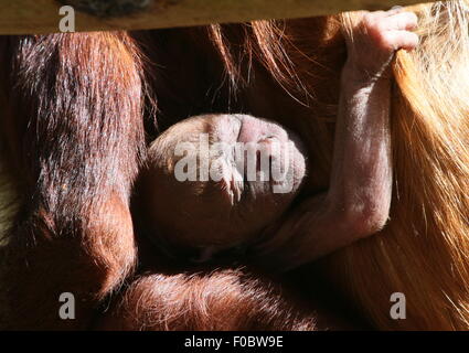 Rouge vénézuélienne bébé singe hurleur (Alouatta alonnatta), juste quelques heures, ancien accroché à la poitrine de sa mère Banque D'Images