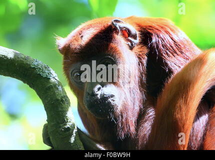 Jeune femelle rouge vénézuélienne singe hurleur (Alouatta alonnatta) Banque D'Images