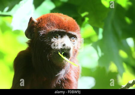 Rouge vénézuélienne juvénile (singe hurleur Alouatta alonnatta) se nourrissant des feuilles Banque D'Images