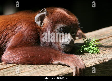 Mâle juvénile rouge vénézuélienne singe hurleur (Alouatta alonnatta) posé sur une balustrade de bois à Apenheul primate Park, Apeldoorn Banque D'Images