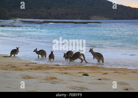 Une petite foule de kangourous dans le surf à Depot Beach de Murramarang National Park, New South Wales, Australie. Banque D'Images