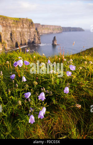 Les falaises de Moher avec campanule sauvage, fleurs en forme de cloche irlandaise. Banque D'Images