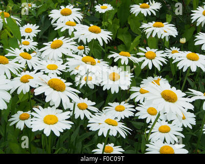 Chrysanthemum leucanthemum, Shasta Daisies en pleine floraison Banque D'Images