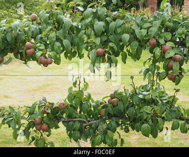 L'espalier poire formés (variété Beurre Superfin) croissant dans un verger dans le Cheshire, en Angleterre. Banque D'Images