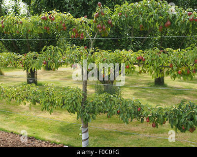L'espalier poire formés (variété Louise Bonne de Jersey) croissant dans un verger dans le Cheshire, en Angleterre. Banque D'Images