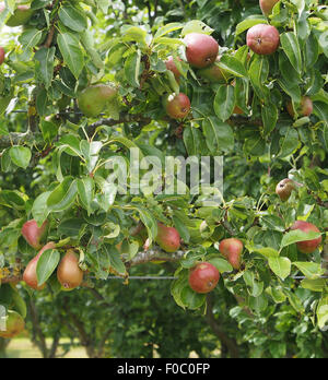 L'espalier poire formés (variété Margueritte Morillat) croissant dans un verger dans le Cheshire, en Angleterre. Banque D'Images
