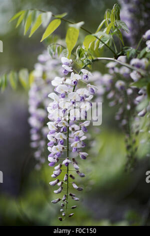 Close-up of purple fleurs glycine at park Banque D'Images