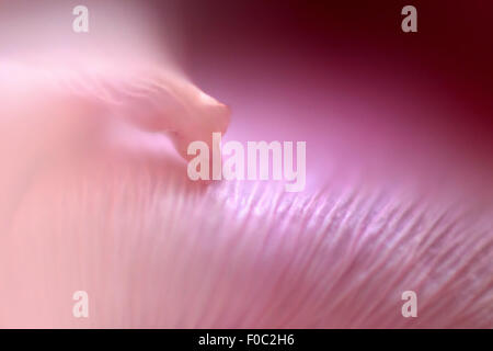 Extreme close-up of pink flower Banque D'Images